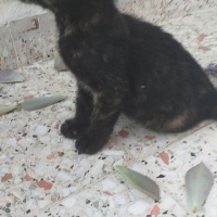 Abyssinian, Kedi  Adı yok sokakta buldum annesi yok fotoğrafı