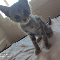 Tekir Kedi, Kedi  Luna fotoğrafı