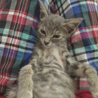 Tekir Kedi, Kedi  Luna fotoğrafı