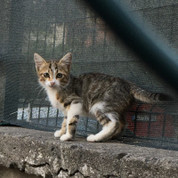 Tekir Kedi, Kedi  Oyuncuk fotoğrafı