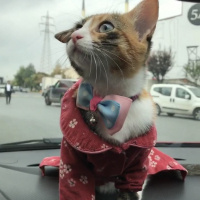 Tekir Kedi, Kedi  Şaşkın fotoğrafı