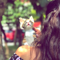 Tekir Kedi, Kedi  Şaşkın fotoğrafı