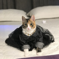 Tekir Kedi, Kedi  Şaşkın fotoğrafı