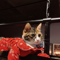 Tekir Kedi, Kedi  Şaşkın fotoğrafı