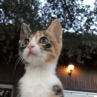 Tekir Kedi, Kedi  Şaşkın fotoğrafı