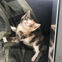 Tekir Kedi, Kedi  Şaşkın fotoğrafı