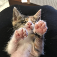 Tekir Kedi, Kedi  Şaşkın fotoğrafı