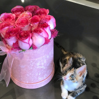 Tekir Kedi, Kedi  Şaşkın fotoğrafı