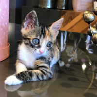 Tekir Kedi, Kedi  Şaşkın fotoğrafı