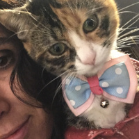 Tekir Kedi, Kedi  Şaşkın fotoğrafı