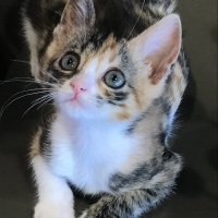 Tekir Kedi, Kedi  Şaşkın fotoğrafı