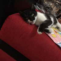 Tuxedo (Smokin) Kedi, Kedi  Luna fotoğrafı