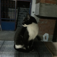 Tuxedo (Smokin) Kedi, Kedi  Luna fotoğrafı