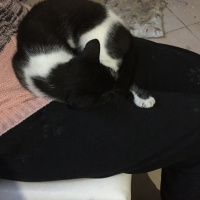 Tuxedo (Smokin) Kedi, Kedi  Luna fotoğrafı