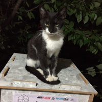 Tuxedo (Smokin) Kedi, Kedi  Luna fotoğrafı