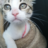 Tekir Kedi, Kedi  Elsa fotoğrafı