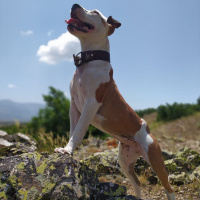 Amerikan Pitbull Terrier, Köpek  Reyna fotoğrafı