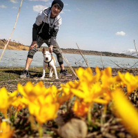 Amerikan Pitbull Terrier, Köpek  Reyna fotoğrafı