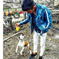 Amerikan Pitbull Terrier, Köpek  Reyna fotoğrafı