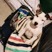 Amerikan Pitbull Terrier, Köpek  Reyna fotoğrafı