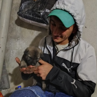 Sokö (Sokak Köpeği), Köpek  Zilli fotoğrafı