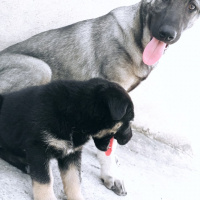Sokö (Sokak Köpeği), Köpek  Zilli fotoğrafı