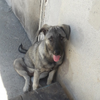 Sokö (Sokak Köpeği), Köpek  Zilli fotoğrafı
