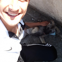 Sokö (Sokak Köpeği), Köpek  Zilli fotoğrafı