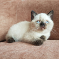 Scottish Fold, Kedi  Henüz isim belirlenmedi fotoğrafı