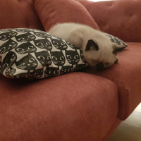 Scottish Fold, Kedi  Henüz isim belirlenmedi fotoğrafı