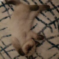 Scottish Fold, Kedi  Henüz isim belirlenmedi fotoğrafı