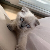 Scottish Fold, Kedi  Mila fotoğrafı