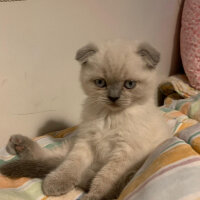 Scottish Fold, Kedi  Mila fotoğrafı