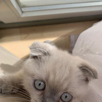 Scottish Fold, Kedi  Mila fotoğrafı