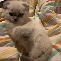 Scottish Fold, Kedi  Mila fotoğrafı