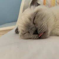 Scottish Fold, Kedi  Mila fotoğrafı