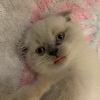 Scottish Fold, Kedi  Mila fotoğrafı