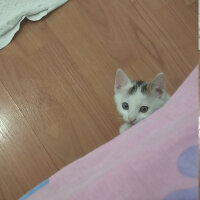 Tekir Kedi, Kedi  Kiki fotoğrafı