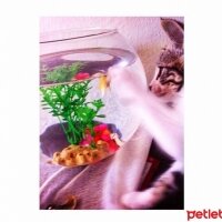 Tekir Kedi, Kedi  Şerafettin fotoğrafı