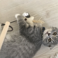 Scottish Fold, Kedi  Murphy fotoğrafı