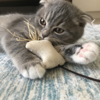 Scottish Fold, Kedi  Murphy fotoğrafı