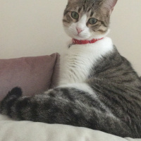 Tekir Kedi, Kedi  Hera fotoğrafı