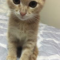 Sarman, Kedi  Limon fotoğrafı