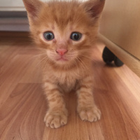 Tekir Kedi, Kedi  Masum ve kardeşleri fotoğrafı