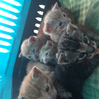 Tekir Kedi, Kedi  Masum ve kardeşleri fotoğrafı