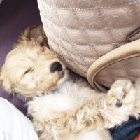 İngiliz Cocker Spaniel, Köpek  Dolly fotoğrafı