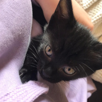 Bombay, Kedi  Bonita fotoğrafı