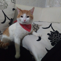 Sarman, Kedi  Polsy fotoğrafı