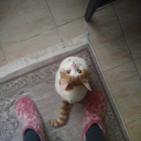 Sarman, Kedi  Polsy fotoğrafı