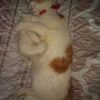 Sarman, Kedi  Polsy fotoğrafı